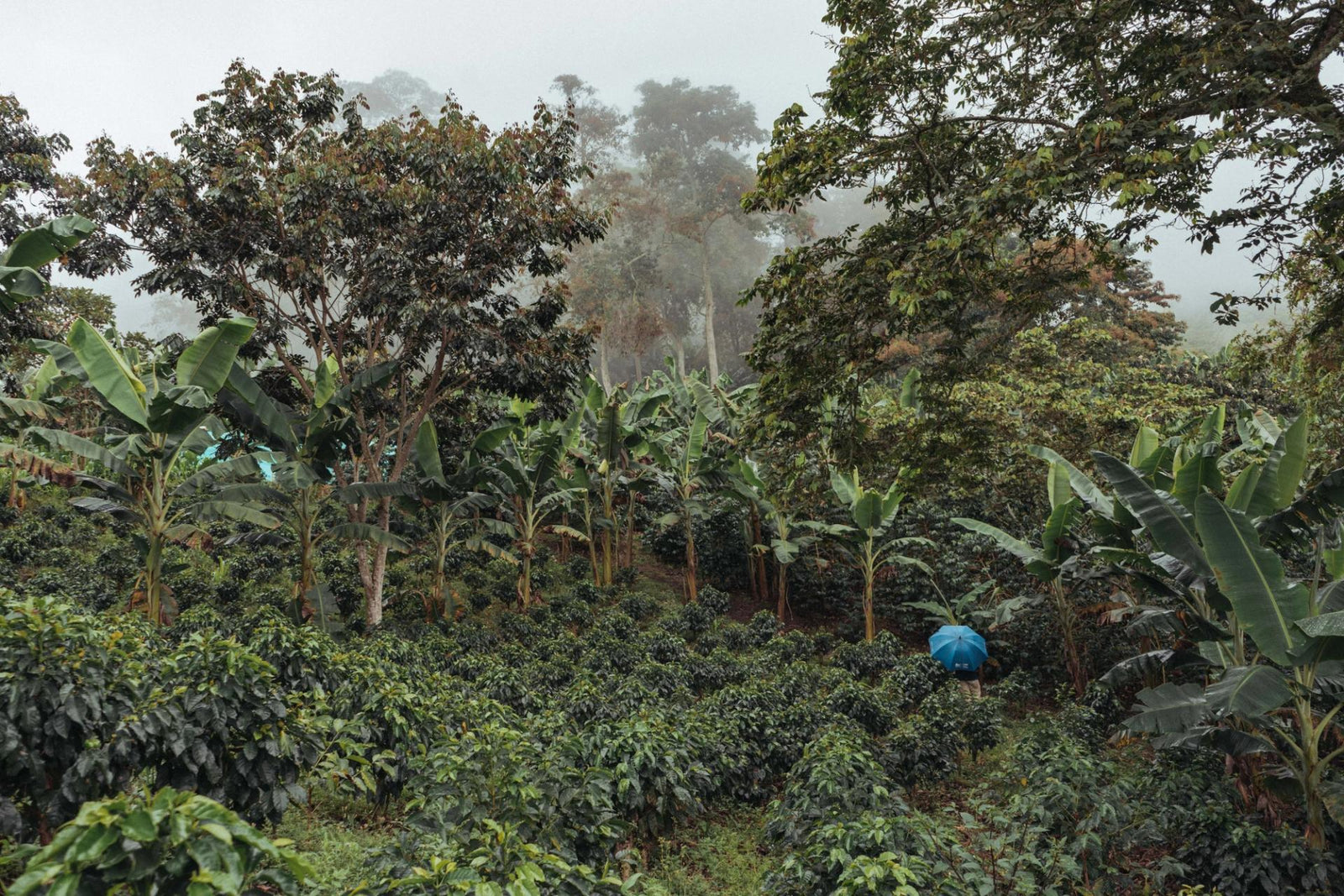 FROM FARM-TO-CUP: COLOMBIA, ALMA FATIMA