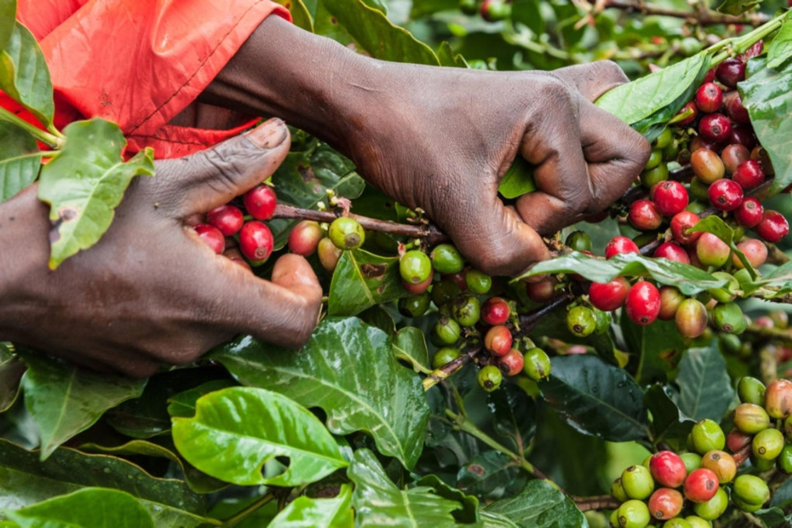 LET'S CHAT CARBONIC MACERATION